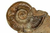 Jurassic Fossil Ammonite (Parkinsonia) Pair - Germany #357388-2